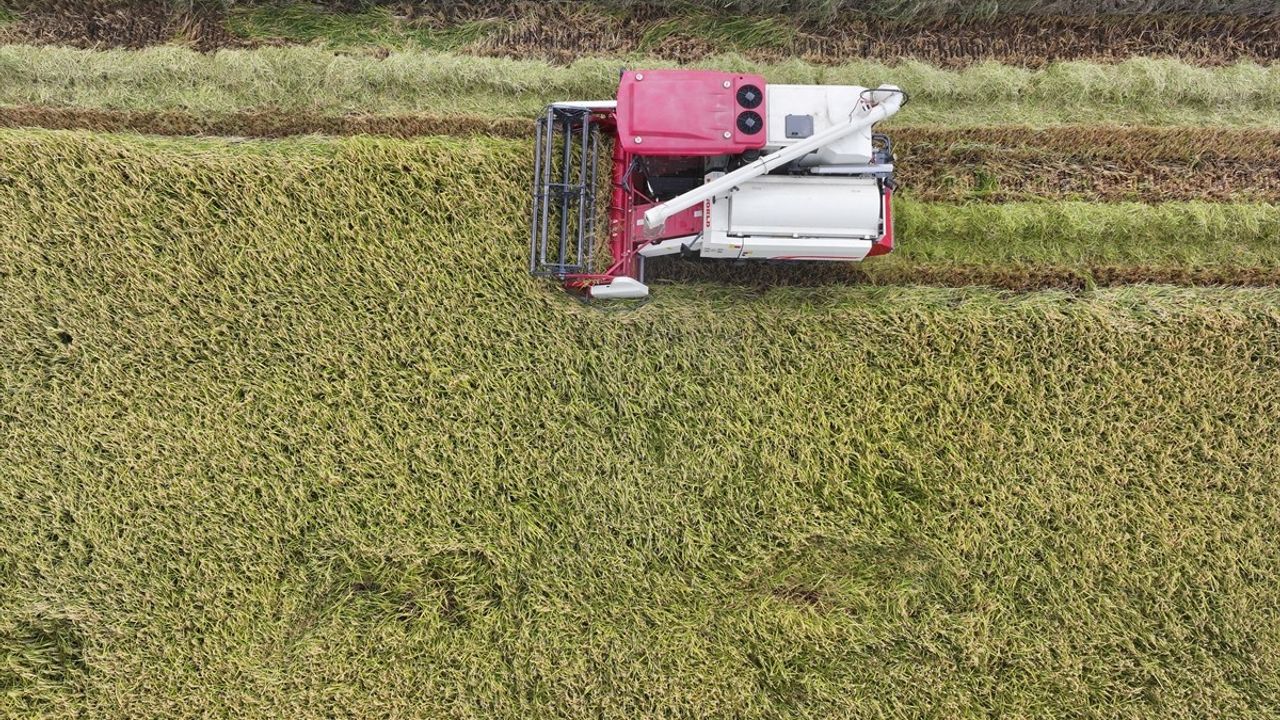 Edirne'de çeltik hasadı başladı: 400 bin dekarda biçerdöver mesaisi