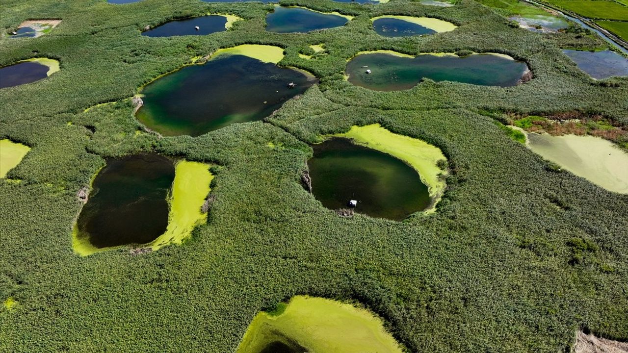 Edirne'de Göl Baba sulak alanı kuraklığa rağmen su hacmini koruyor