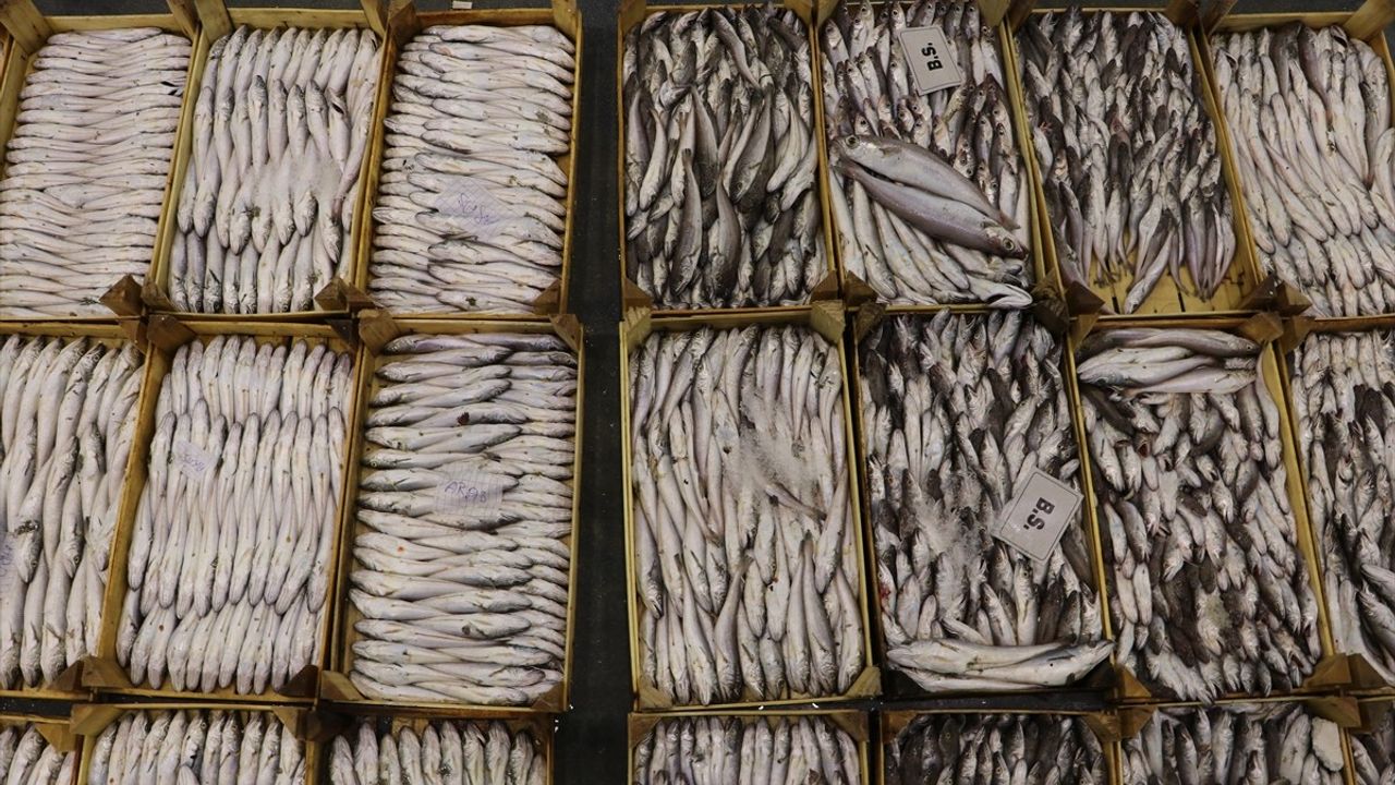 Ege'de balıkçılık sezonu açıldı — İzmir'de ağlar dolu, pazarlar hareketli