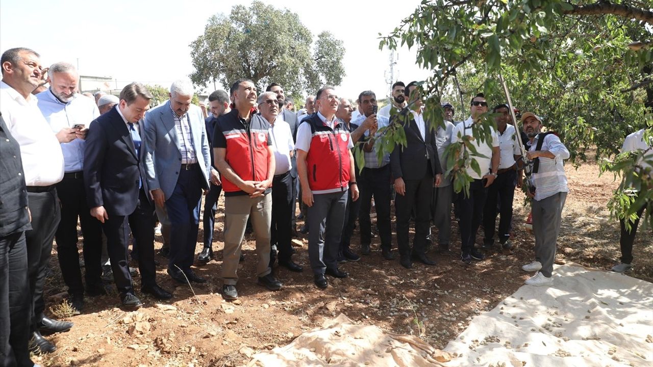 Eğil'de badem hasadı etkinliği: Kuraklığa dayanıklı üretim ve destekler öne çıktı