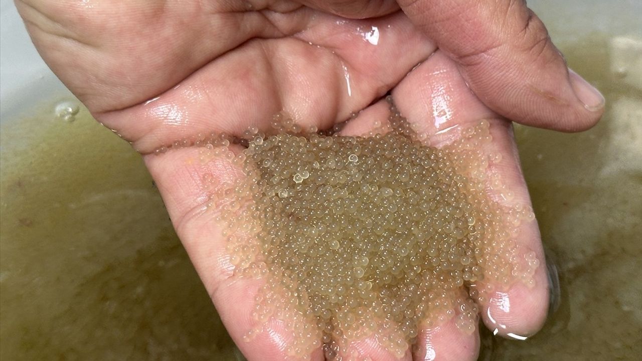 Eğirdir Gölü'ne 300 bin pullu sazan yavrusu bırakılacak