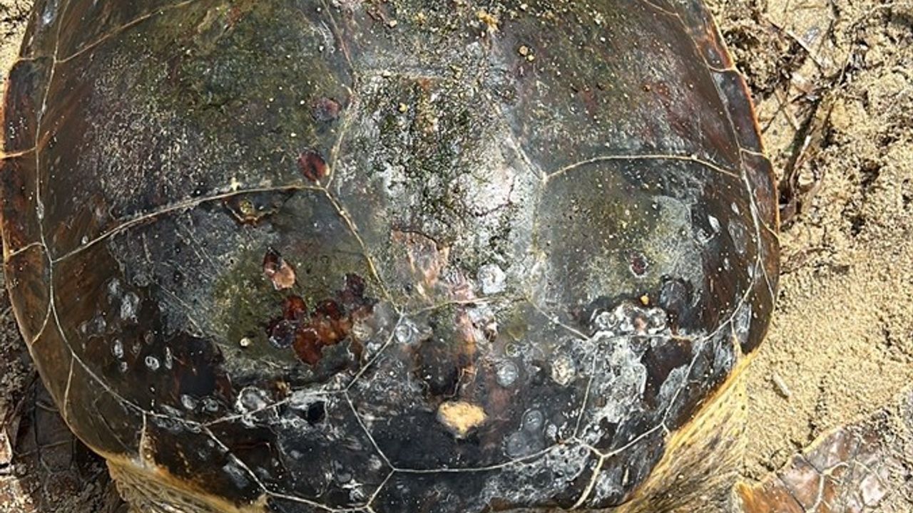 Enez'de sahilde başından yaralı caretta caretta tedaviye alındı