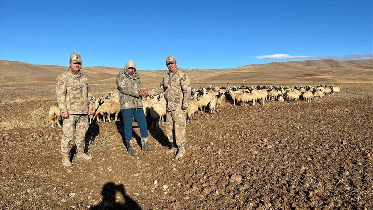 Erzincan Çayırlı'da kaybolan 300 koyun İHA desteğiyle bulundu