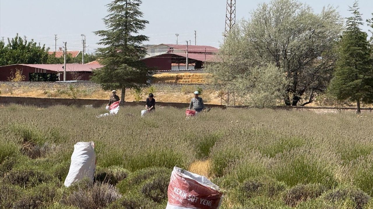Evciler'in Baraklı Köyünde Lavanta Geliri Köy Ortak Giderlerine Aktarılıyor