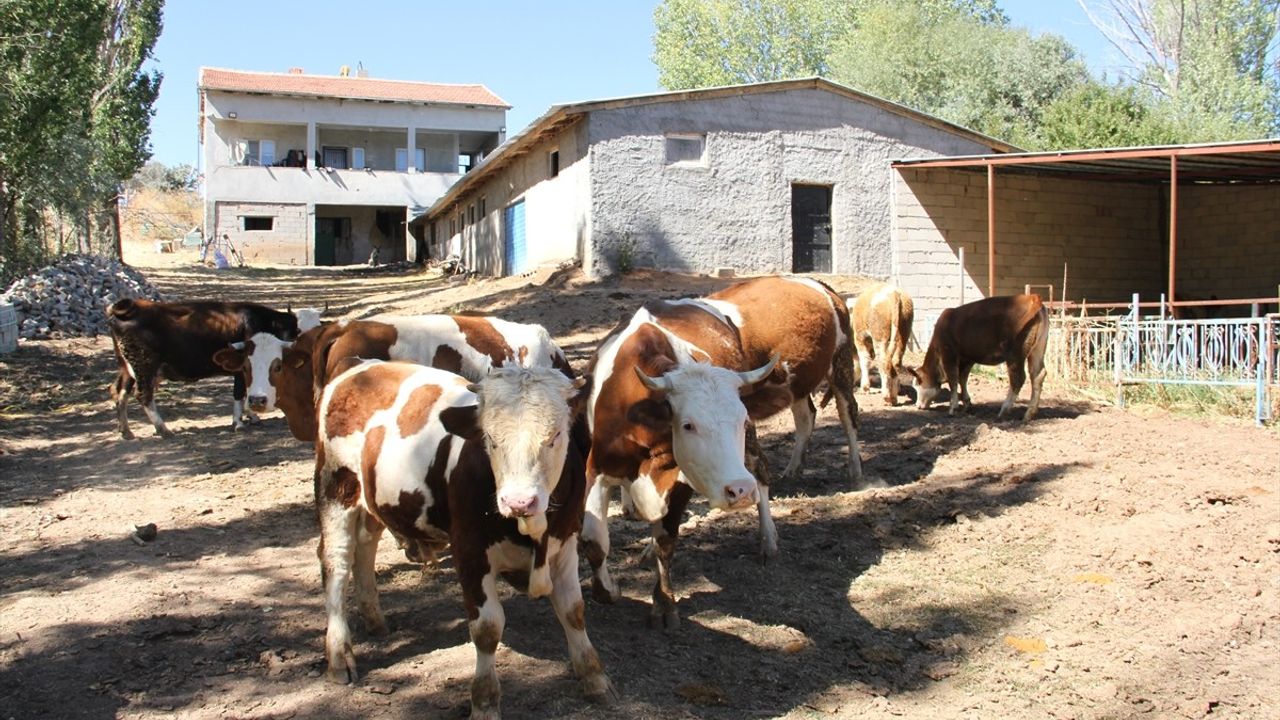 Felahiye'de eski hükümlü Oğuz Abbas, devlet desteğiyle 6 yıldır hayvancılık yapıyor