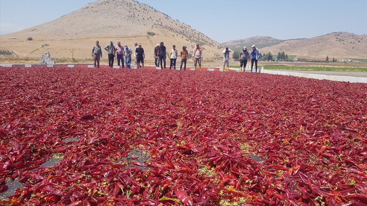 Gaziantep İslahiye'de sofralık kırmızı biber hasadı başladı: Mevsimlik işçilerin 'acı' mesaisi
