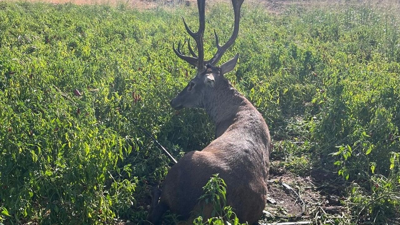 Gaziantep İslahiye'de Sulama Hortumuna Dolanan Koruma Altındaki Yaban Geyiği Kurtarıldı