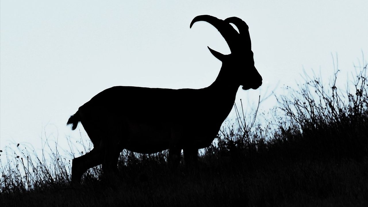 Hakkari'de koruma altındaki yaban keçileri Sere Solan mevkisinde dronla görüntülendi