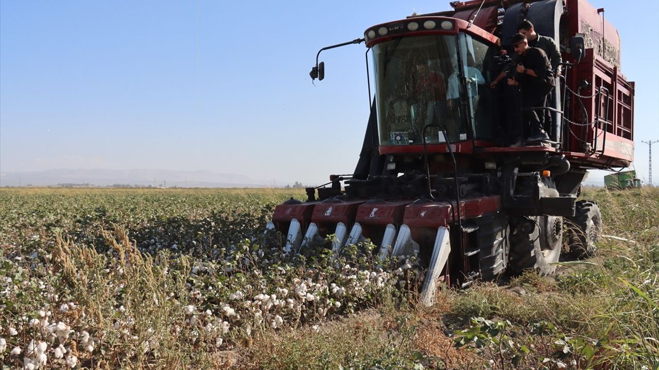 Hatay'da pamuk hasadı başladı: 290 bin dekarda üretim, 140 bin ton civarı rekolte bekleniyor
