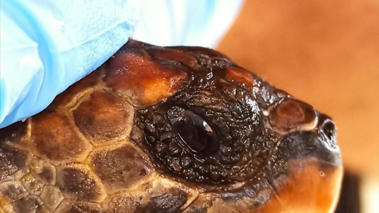 Hatay'da yaralı 2 şahin gagalı kaplumbağa HMKÜ merkezinde müdahalelere rağmen telef oldu