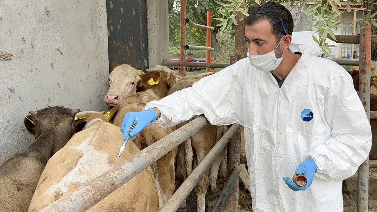 Iğdır'da şapla mücadelede aşılama yüzde 85'e ulaştı, üreticiler memnun