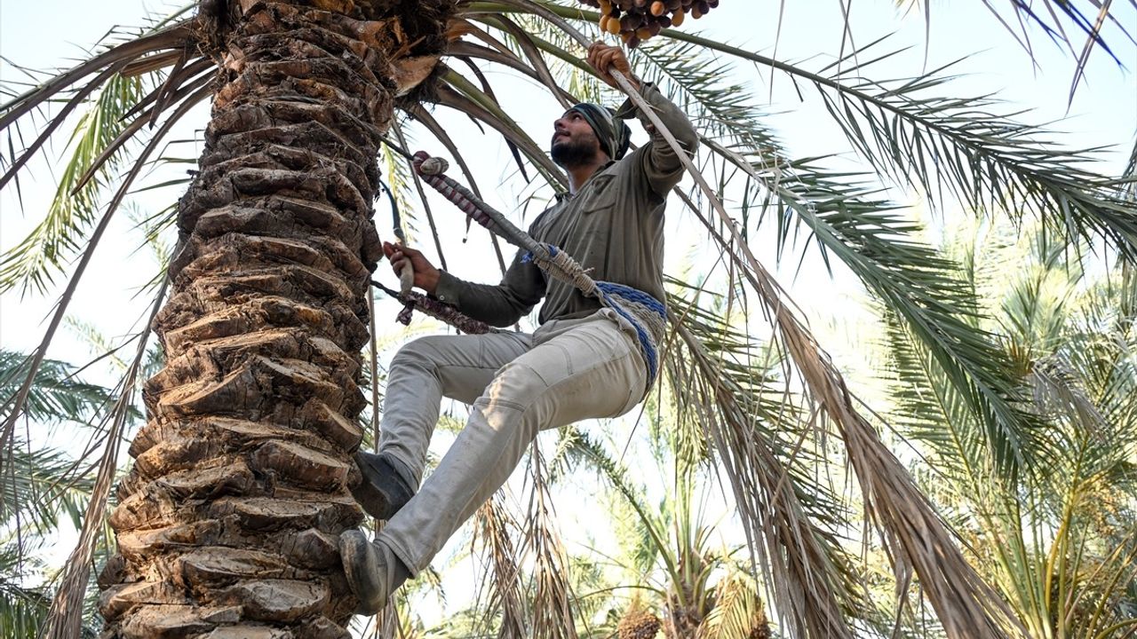 Irak'ta hurma hasadı başladı: Diyala'dan Basra'ya çeşit, verim ve üretim hedefleri