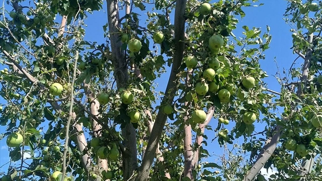 Isparta'da dolu Gelendost ve Eğirdir'de 5 bin dönümü etkiledi; üreticilerin zararı yaklaşık 100 milyon lira