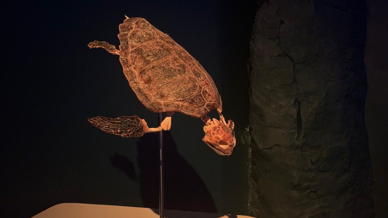 İstanbul'da "Okyanusun Devleri" sergisi açıldı — TÜDAV koleksiyonu ilk kez ziyarete sunuldu