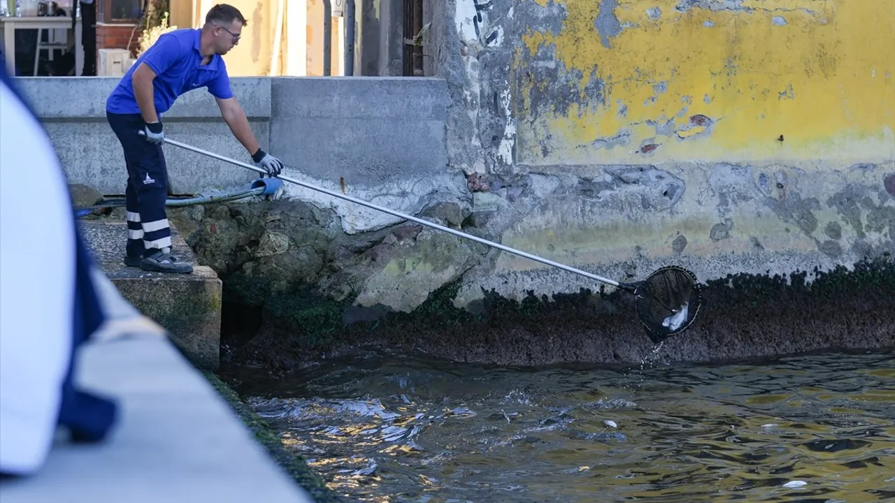 İzmir Körfezi'nde Ağustos Ayında Yeniden Başlayan Balık Ölümleri Devam Ediyor