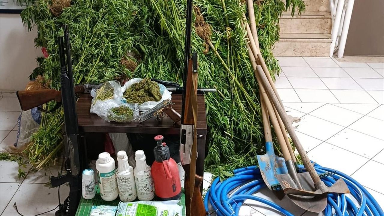 İzmir Menderes'te ormanlık alanda Hint keneviri operasyonu: şüpheli H.Ö. gözaltında