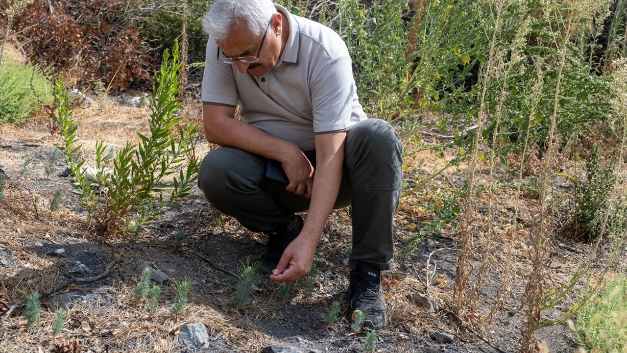 İzmir Yamanlar'da 15 Ağustos'ta yanan alanda 1.586 hektarda ağaçlandırma ve erozyon kontrolü sürüyor