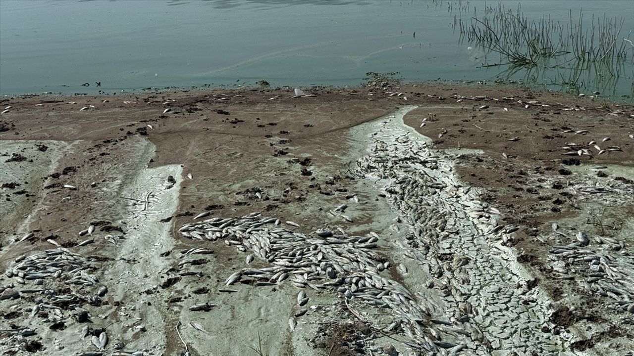 Kahramanmaraş'ta Sır Barajı'ndaki balık ölümleri inceleniyor