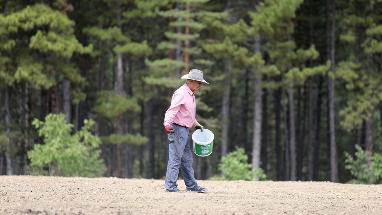 Karabük Safranbolu'da AB tescilli safran ekimi devam ediyor