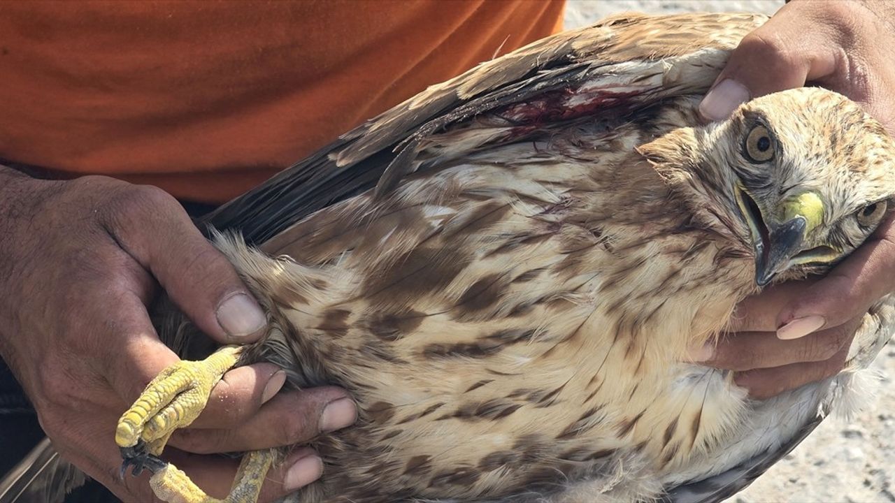 Karabük'te yaralı kızıl şahin tedavi altına alındı