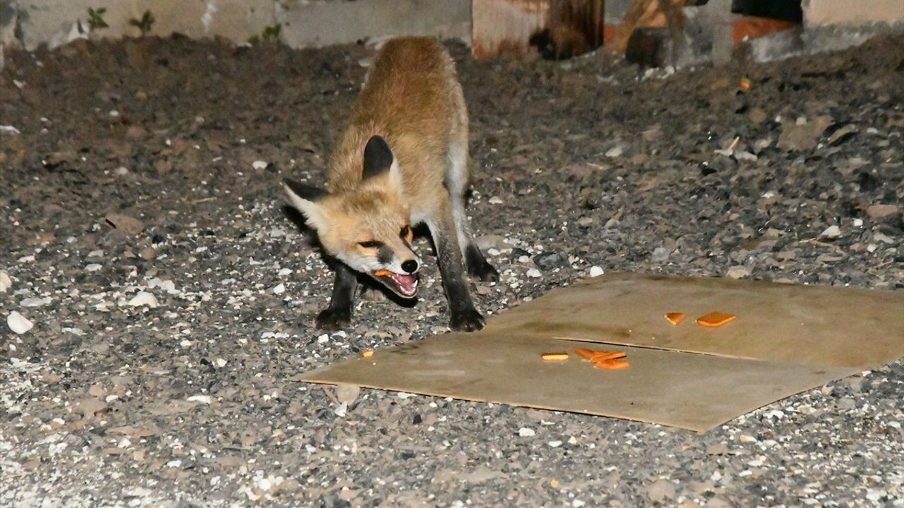 Kars'ta Sarıkamış Tepe Mahallesi'ne Her Akşam İninen 4 Kızıl Tilki Yavrusu Besleniyor