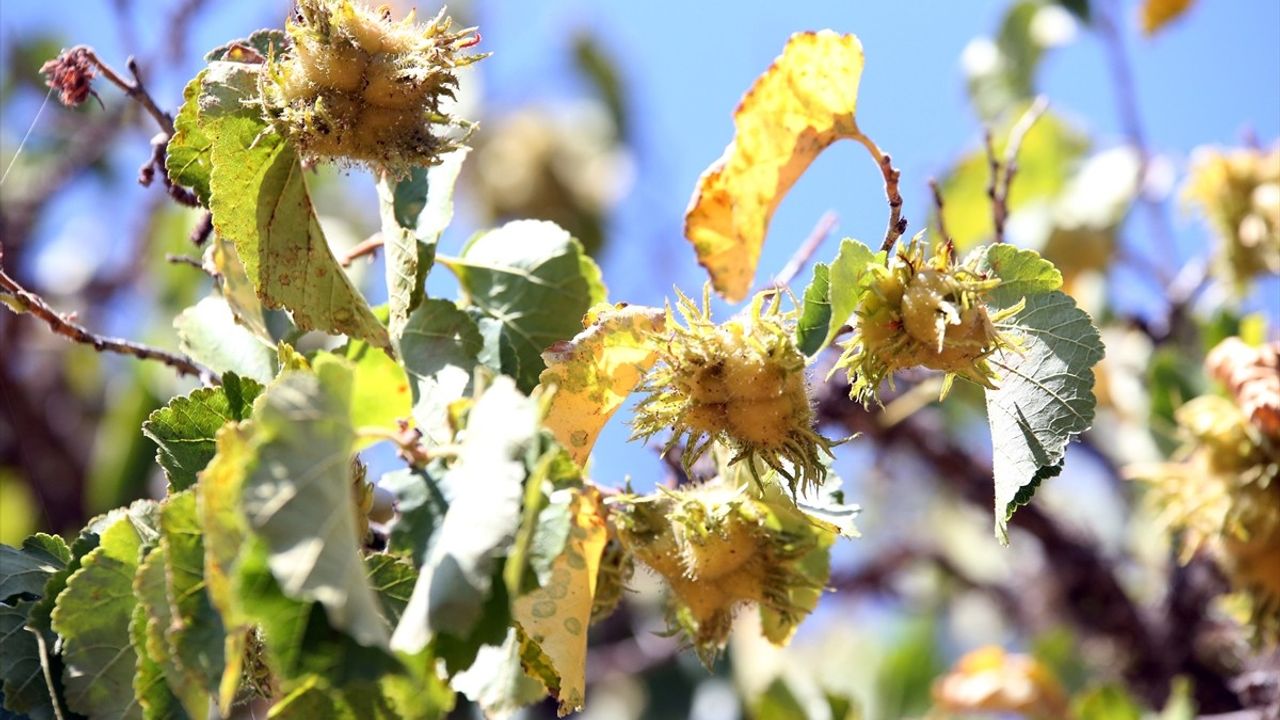 Kastamonu'da yüzyıllardır meyve veren Türk fındığı ağaçları