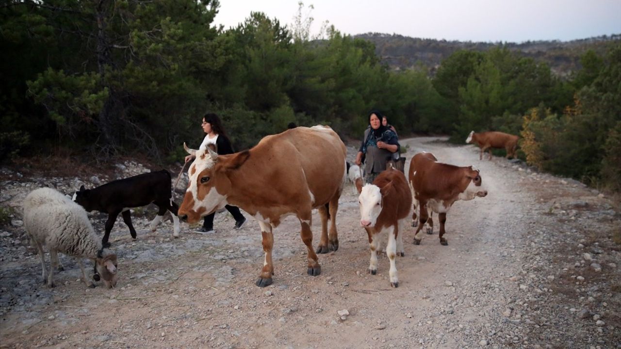 Kastamonu-Karabük sınırındaki iki orman yangını kontrol altına alındı; tahliyeler sonrası dönüşler başladı