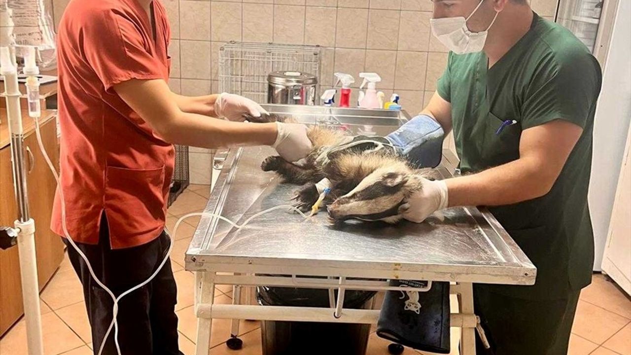 Kemer'de Bahçede Bulunan Porsuk Kemer Belediyesi Merkezinde Tedavi Altına Alındı