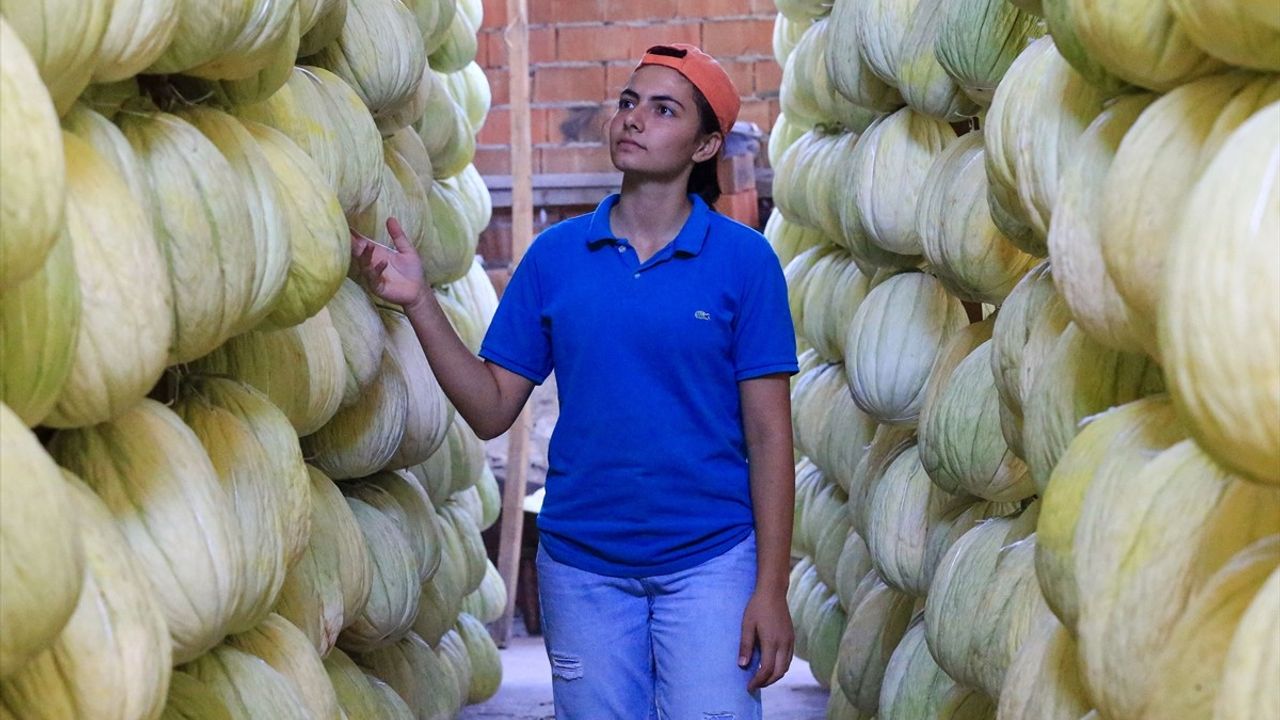 Kırkağaç'ın coğrafi işaretli kavununda hasat ve geleneksel depolama sürüyor