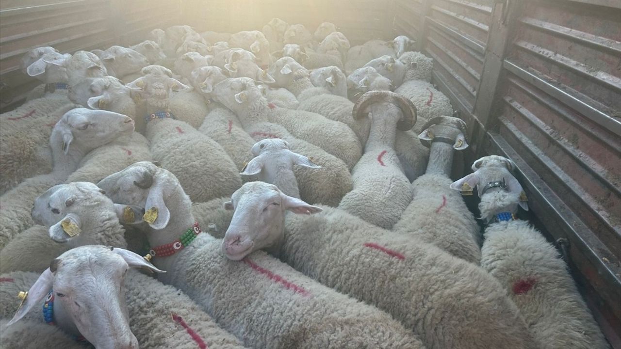 Kırklareli'de kaçak getirilen 57 küçükbaş hayvana el konuldu, sahibine 105 bin lira ceza