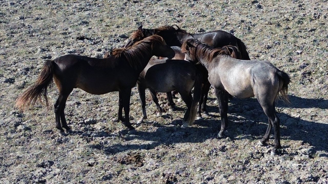 Kızılırmak Deltası'nda Yaklaşık 450 Yılkı Atı Doğal Ortamında Yaşıyor