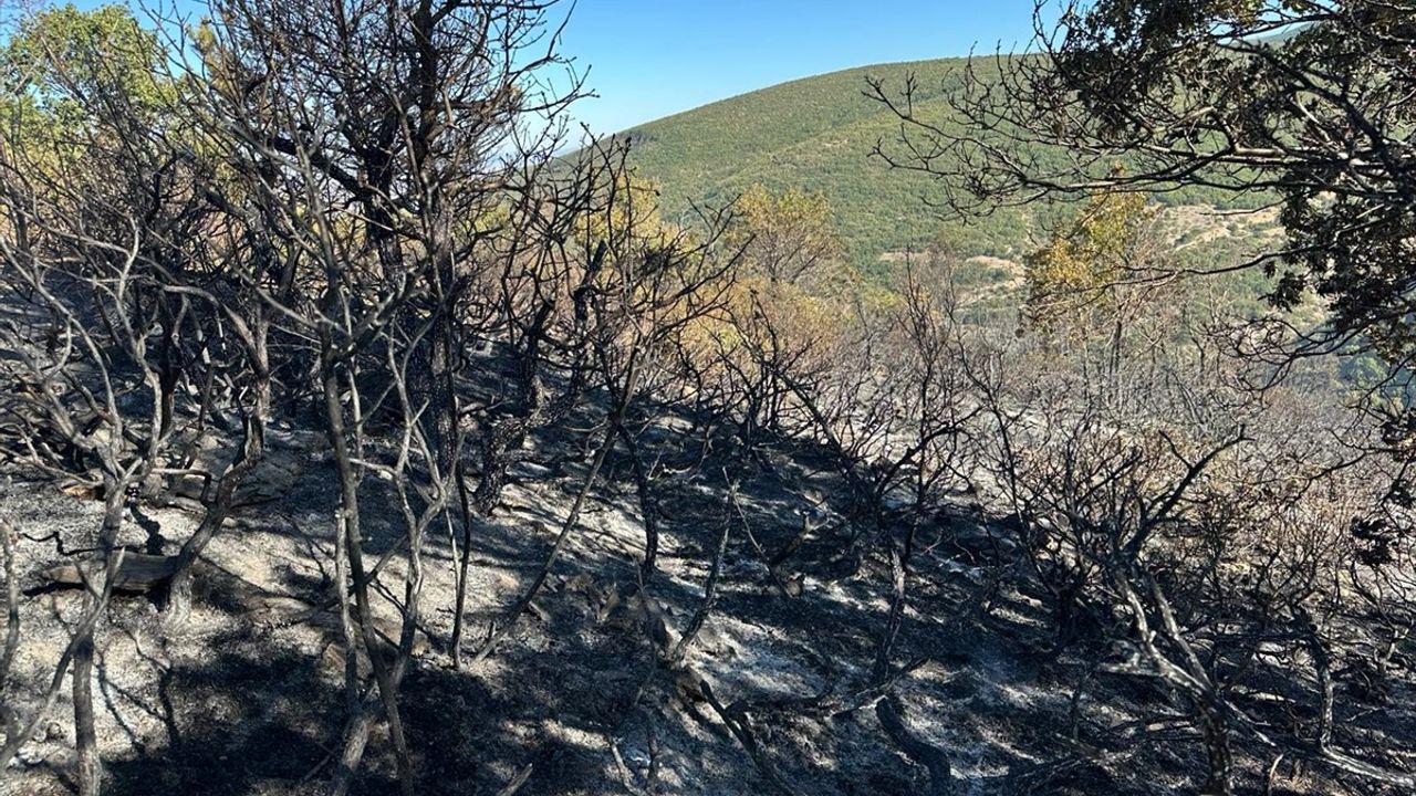 Konya Akşehir'de Savaş Mahallesi'nde orman yangını söndürüldü