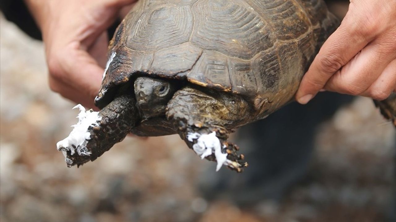 Köyceğiz'de UMKE ekipleri orman yangınında yaralı kaplumbağayı kurtardı