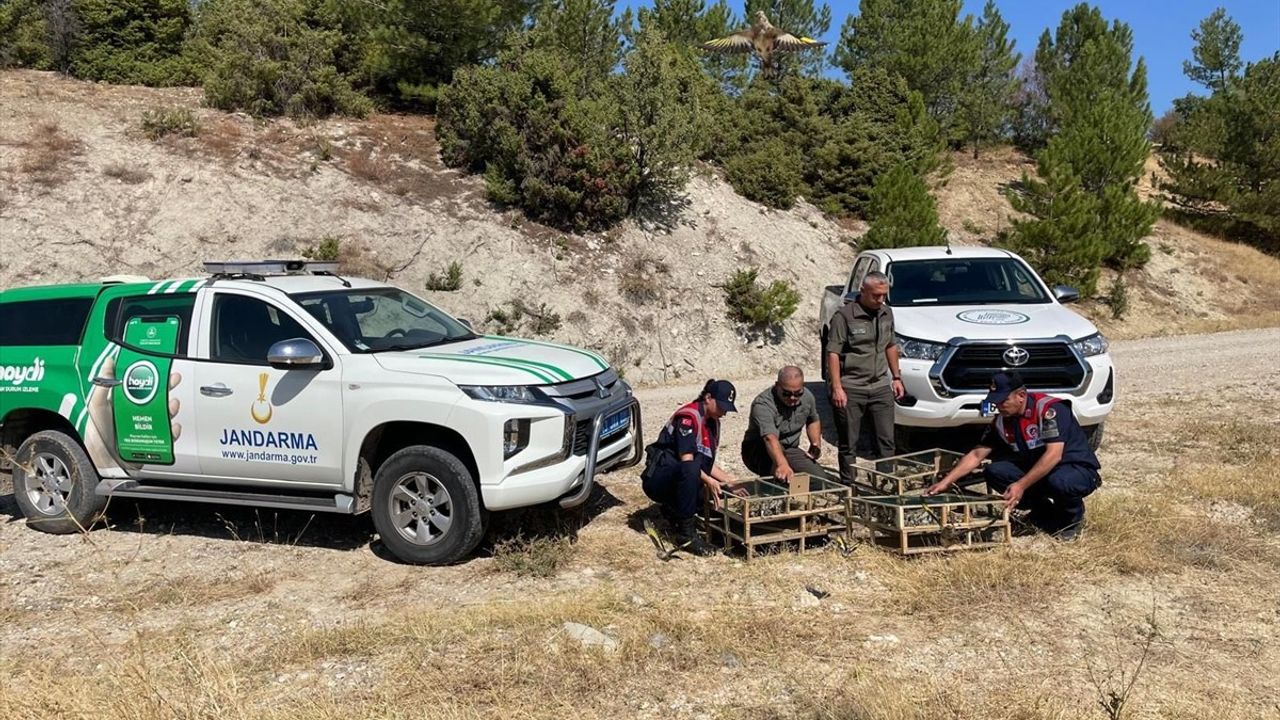 Kütahya'da operasyon: Ele geçirilen 142 saka kuşu doğaya salındı