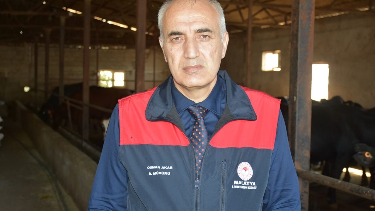 Malatya'da 240 yetiştiriciye 2 bin 932 damızlık Angus büyükbaş verilecek