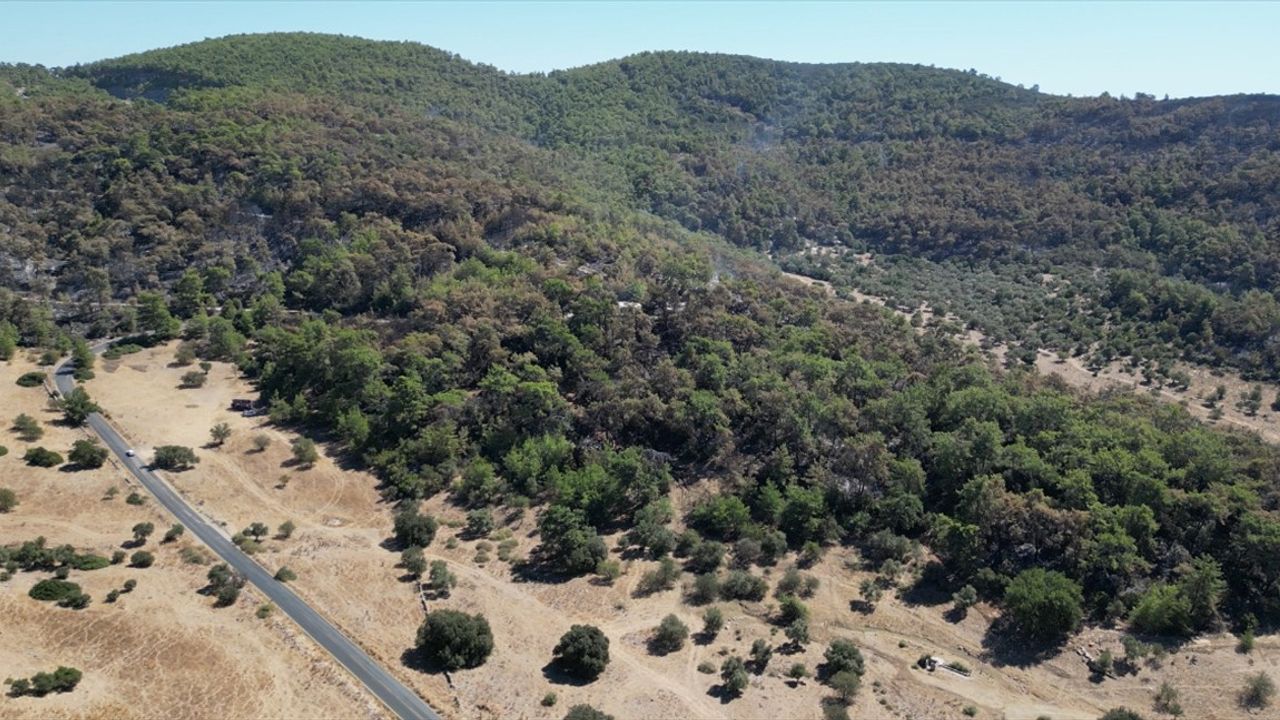 Milas'ta orman yangını: Kıyıkışlacık'ta havadan ve karadan müdahale sürüyor