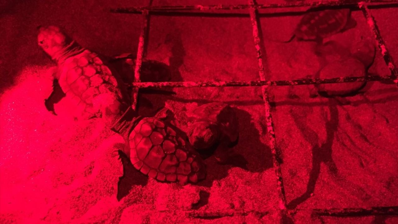 Muğla İztuzu'nda 'Atlas'ın yavruları denizle buluştu — Gönüllüler ayaksız kaplumbağanın yuvasını kazdı