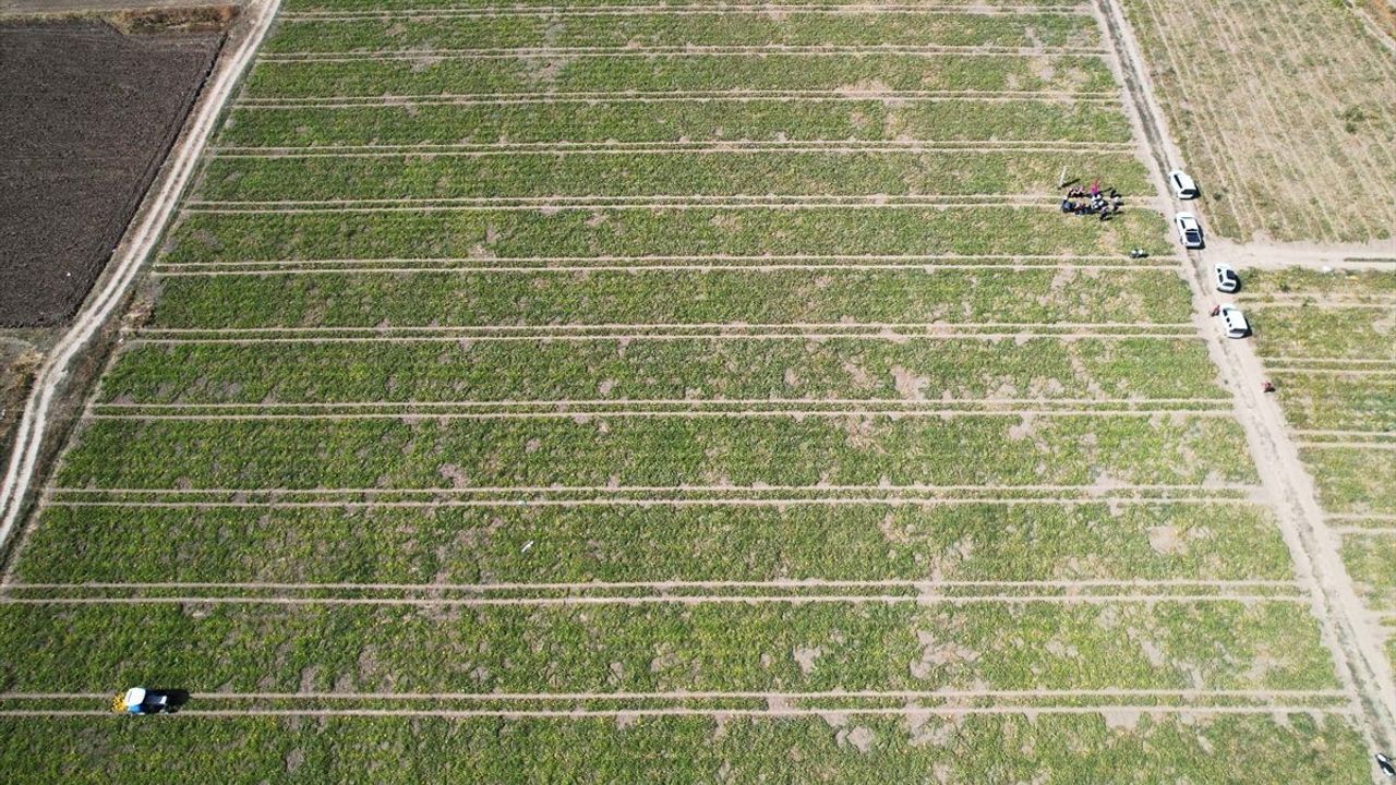 Muğla Karabağlar Yaylası'nda 400 dekar alanda kavun hasadı gerçekleştirildi