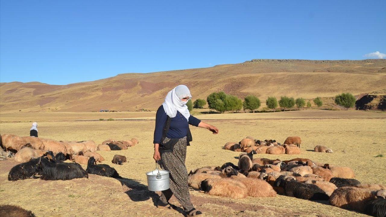 Muş Korkut'ta kadınlar merada süt sağımıyla kış hazırlığı yapıyor