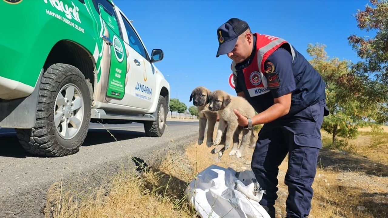 Muş'ta çuval içinde terk edilen 2 köpek yavrusu barınağa alındı