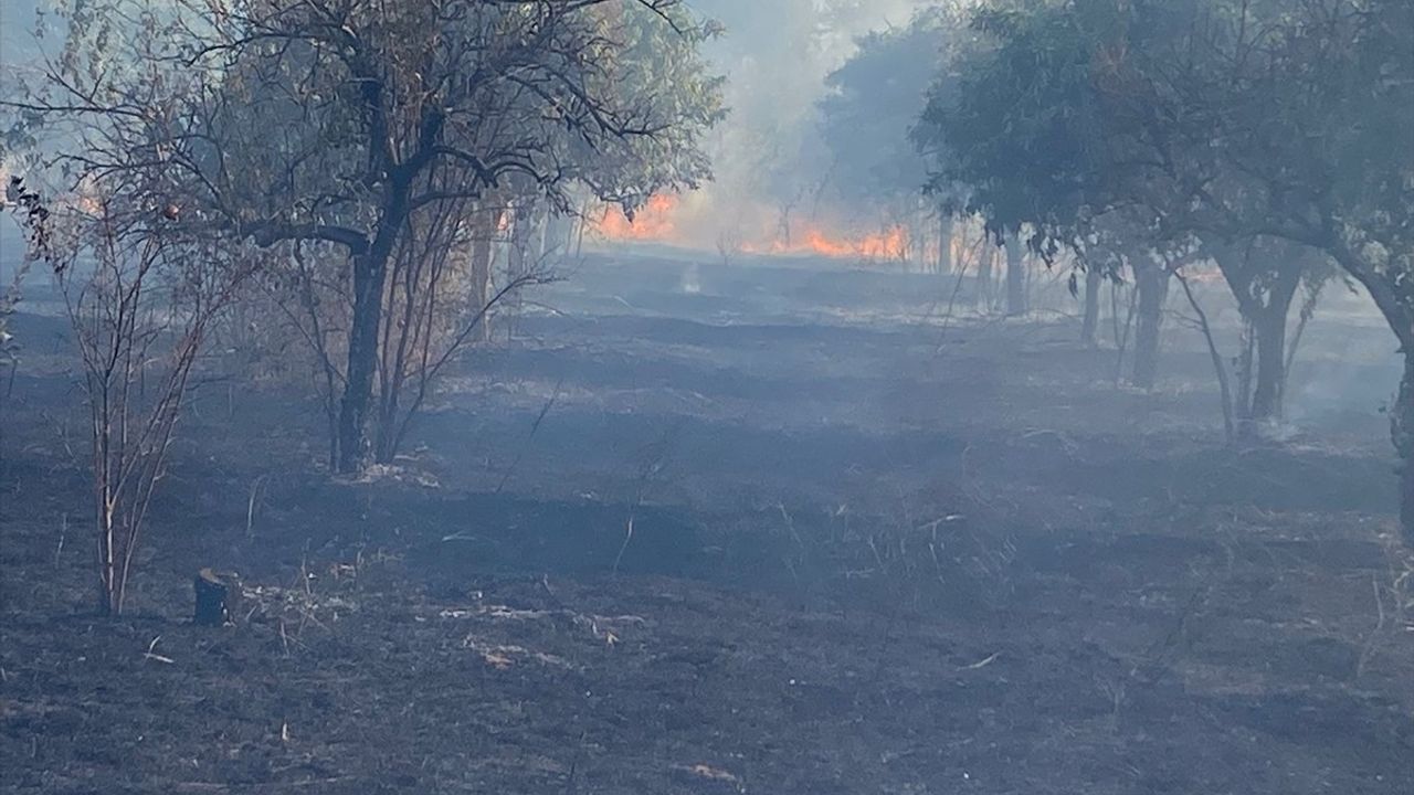 Nazilli'de zeytinlik yangını havadan ve karadan müdahaleyle kontrol altına alındı