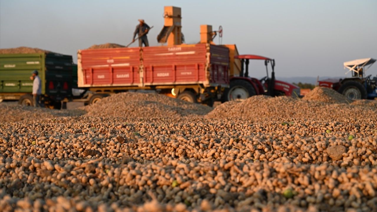Osmaniye'de Coğrafi İşaretli Yer Fıstığı Hasadı Başladı, 52 Bin Ton Rekolte Bekleniyor