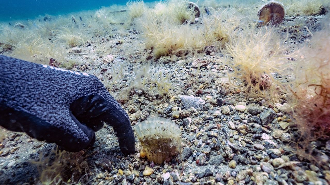 PİNA-İZ'in ilk yavrusu 'Umut Pina' Marmara'da izleme çalışmaları için umut kaynağı oldu