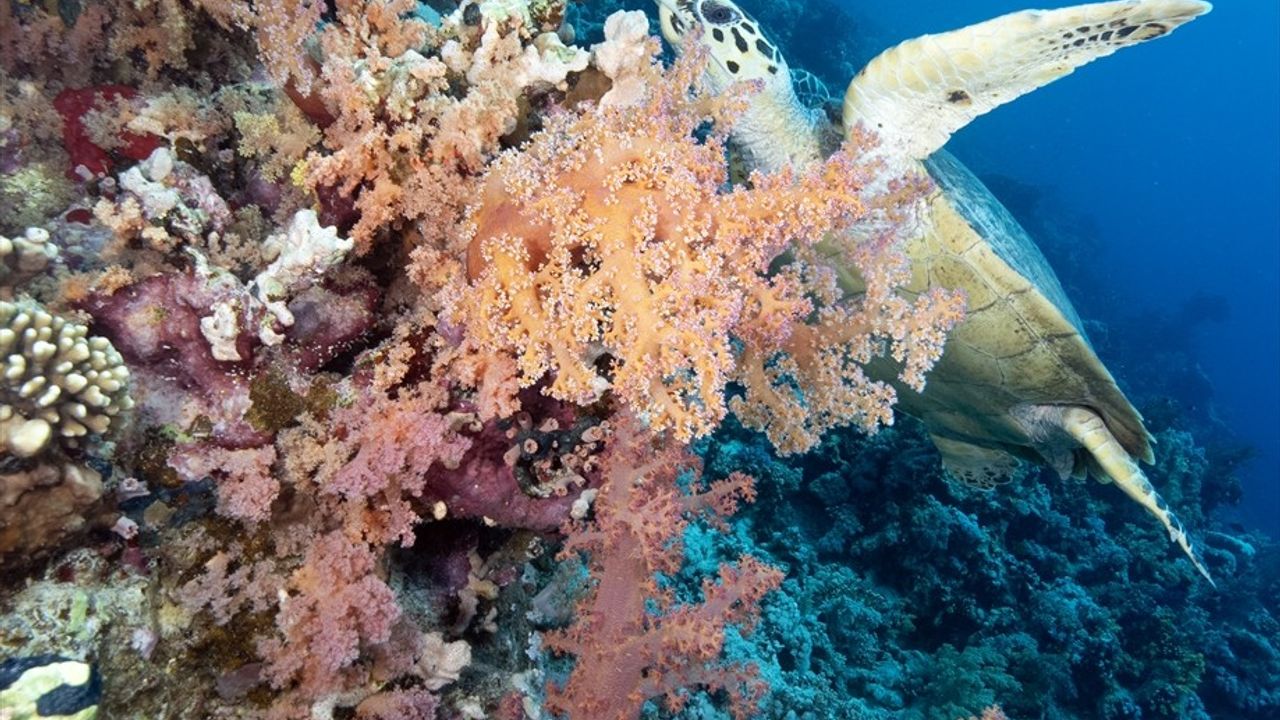 Ras Muhammed Milli Parkı: Şarm eş-Şeyh yakınında dünyaca ünlü dalış ve doğa alanı