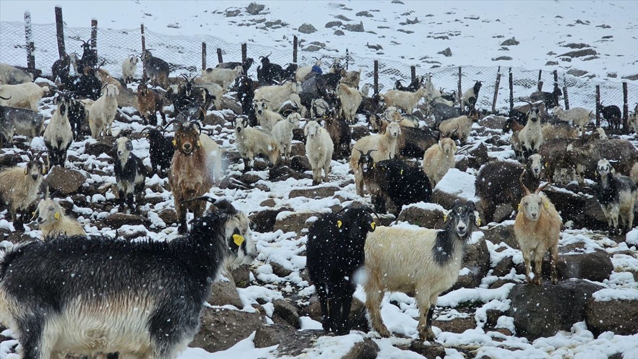 Rize'nin yüksek kesimlerinde kar: Ovit ve Kaçkar yaylalarında beyaz örtü
