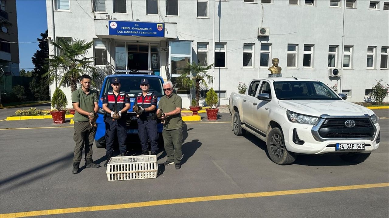 Sakarya Ferizli'de avda kullanılan yaban ördekleri koruma altına alındı