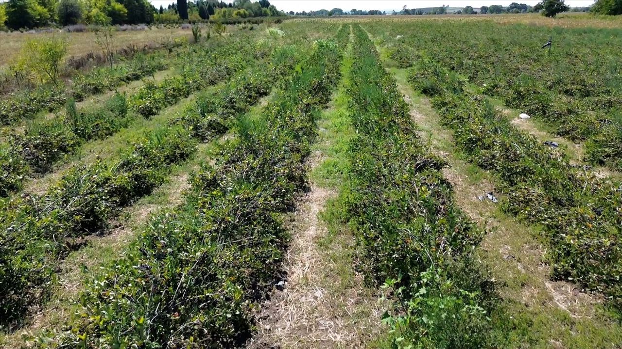 Sakarya'nın 12 ilçesinde aronya hasadı başladı: Bu yıl ortalama 135 ton rekolte bekleniyor