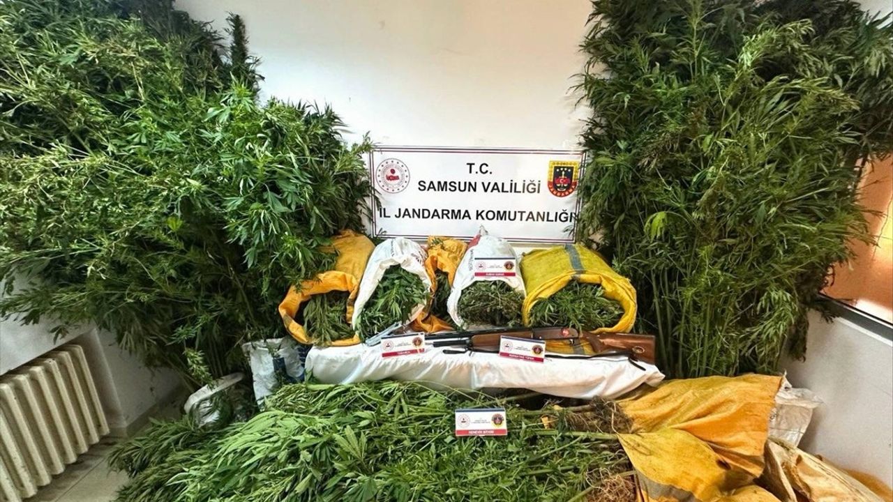 Samsun'da fındık bahçesinde kenevir ekimi iddiasıyla baba ve oğlu tutuklandı