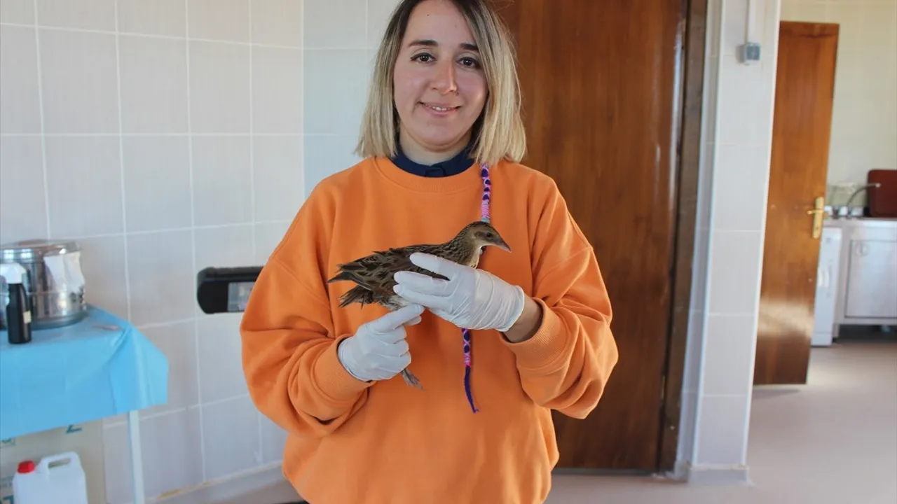 Samsun'da hastalanan bıldırcın kılavuzu kuşu tedavi edilip göçe hazırlanıyor