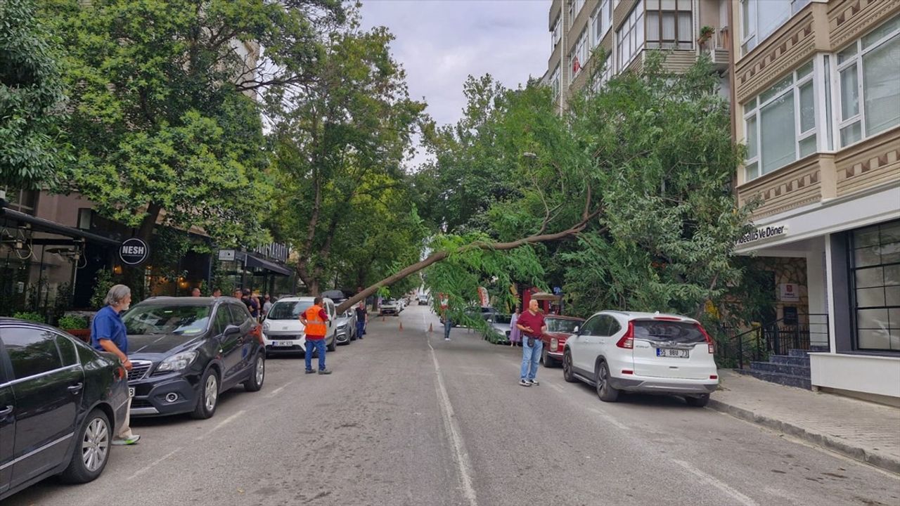 Samsun'da kaldırımdaki ağaç kökünden koparak park halindeki otomobile devrildi